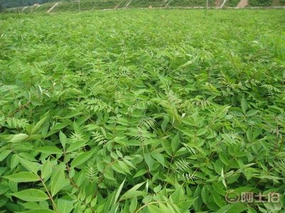 【黃菠蘿苗廠家/占地苗/藥材苗】寬城區永發苗木培育基地 - 產品庫