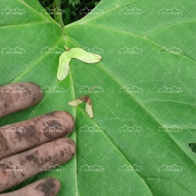大型馬蹄葉盆栽:山野菜or中藥材?深度解析帶你選對!