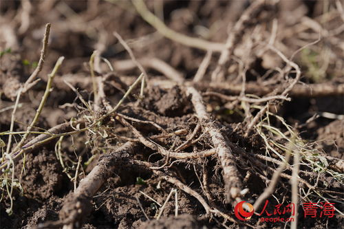 青海湟中 中藏藥材飄香 產銷更有保障