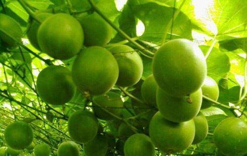 被人輕視的食材,不可忽略,預防脂肪堆積,緩解便秘,美容又瘦身