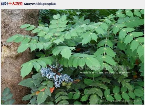 十大功勞,莫非能包治百病