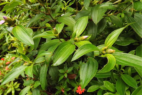 介紹一種藥材 紅毛菍