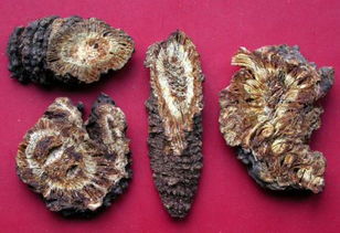 新疆特產有哪些中藥