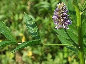 中藥戒煙糖需要什么藥材