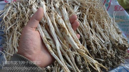 2017年純新中藥材桔梗種子廠家直銷與回收產品