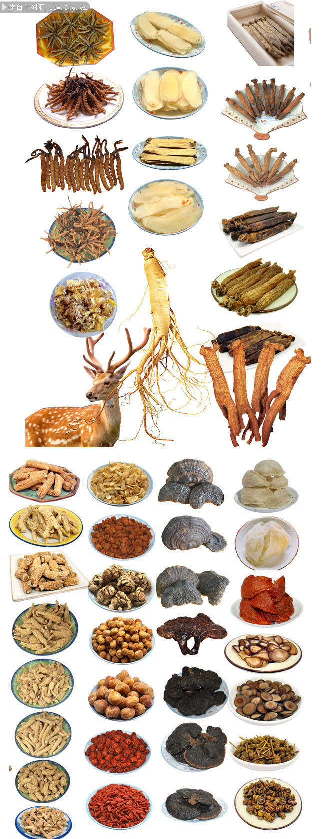 中藥材圖鑒大全