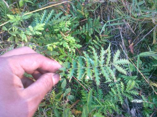 藥草與藥材 傳統醫學的寶貴遺產