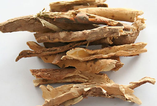 五加皮 祛風除濕的良藥，強筋健骨的佳品