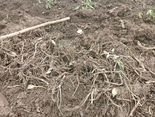 甘肅華亭中藥材喜獲豐收 產(chǎn)業(yè)升級破土而出